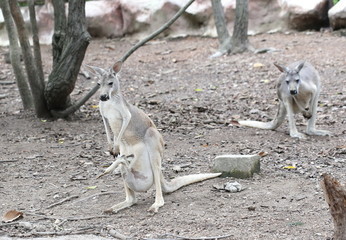 kangaroo with baby in bag