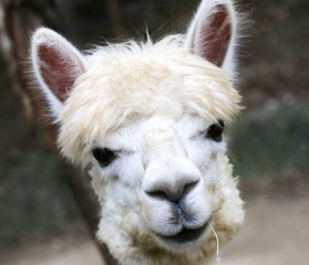 Alpaca, eye