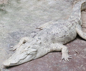 Obraz premium white crocodile ,albino