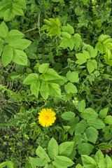 Green tropical leaves