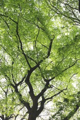 爽やかな新緑風景