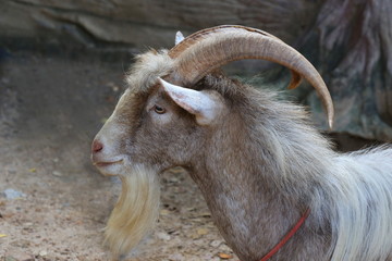 long horn goat - 107710582