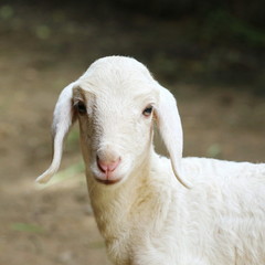 Fototapeta premium new born sheep,Abandoned new-born lamb
