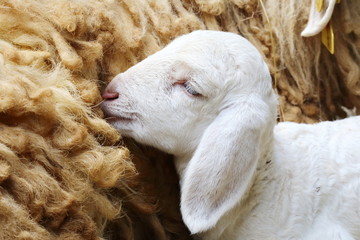 new born sheep,Abandoned new-born lamb