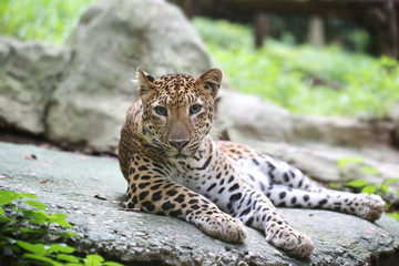 leopard