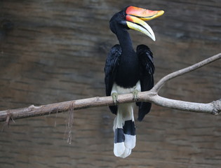 rare hornbill, Thailand © Auttapon Moonsawad