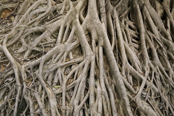 big banyan tree root