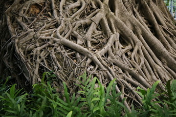 Banyan Tree Stock Photos And Royalty-free Images, Vectors And 