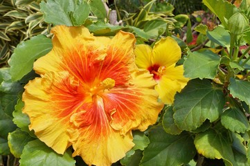 Yellow and orange tropical hibiscus flower