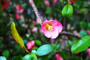 Pink blooms of flowering quince chaenomeles shrub