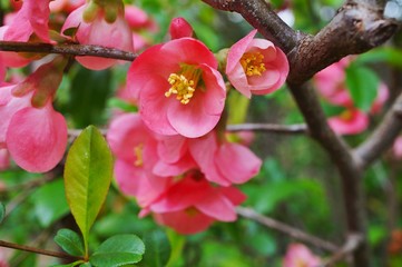 Fototapeta na wymiar Pink blooms of flowering quince chaenomeles shrub