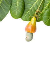 cashew nut and leaf on white background