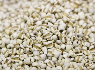 Fototapeta premium Millet background