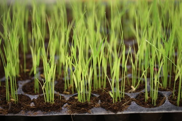 Obraz premium Rice seedling in tray planting