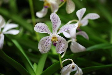 orchid, Thailand