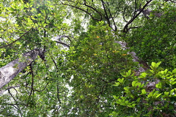 Fototapeta premium Dipterocapus tree, big tree in deep forest