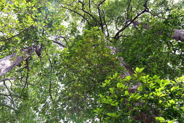 Obraz premium Dipterocapus tree, big tree in deep forest