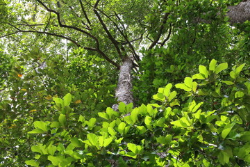 Fototapeta premium Dipterocapus tree, big tree in deep forest