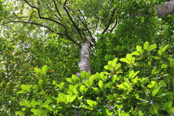 Fototapeta premium Dipterocapus tree, big tree in deep forest