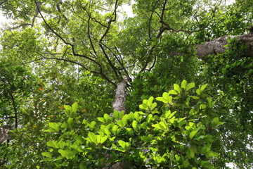 Fototapeta premium Dipterocapus tree, big tree in deep forest