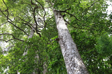 Fototapeta premium Dipterocapus tree, big tree in deep forest