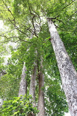 Fototapeta premium Dipterocapus tree, big tree in deep forest