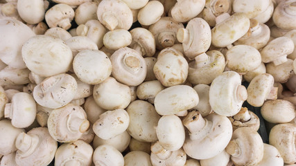 fresh champignons. Champignon mushrooms  background
