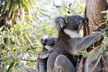 Fototapeta premium koala and her joey