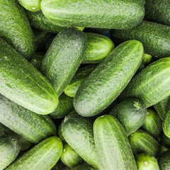 fresh cucumber.  Cucumber background