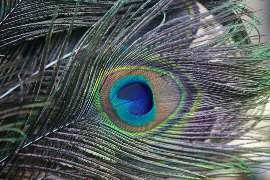 macro peacock feather