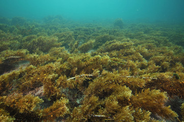 Flat bottom covered with short brown seaweed underwater reminds of grass pasture on dry land.