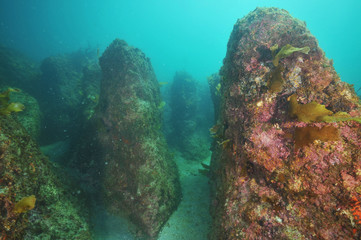 Multiple rocky pinnacles reaching from flat sandy bottom create underwater maze.