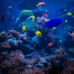 Plakat tropical Fish. Underwater world