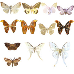 Obraz premium Collection of beautiful tropical butterflies isolated on white