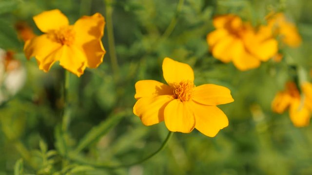 Orange Tagetes tenuifolia garden flower on the windy day 4K 3840X2160 UltraHD slow tilt footage - Golden marigold also known as signet marigold in the field 4K 2160p UHD video 