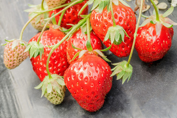 Ripe strawberry fruit grows in the plantation