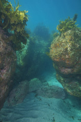 Flat bottom covered with white sand between two rock walls creating narrow underwater canyon.