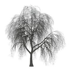 3D Illustration Willow on White © photosvac