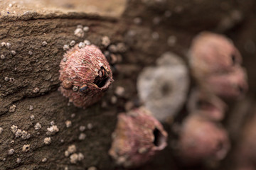 Pink barnacle Tetraclita rubescens clings to a rock in the intertidal zone of Laguna Beach, California © SailingAway