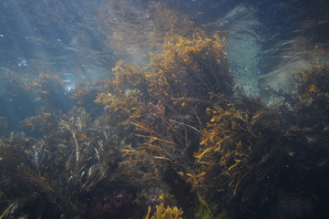 Fototapeta na wymiar Brown seaweeds moved by swell right under ocean surface.