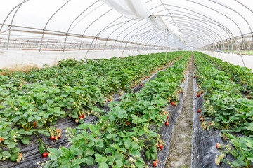 Ripe strawberry fruit grows in the plantation