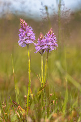 Wild heath spotted-orchid