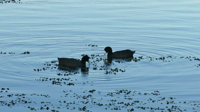 This video is about coots on water feeding