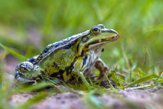 Green frog lawn