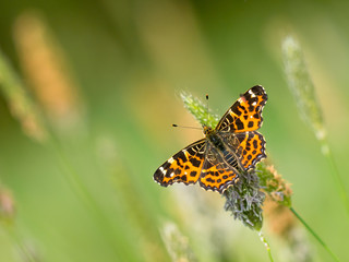 Butterfly Warming its Wings in the Sun