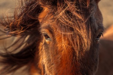 Brown horse closeup