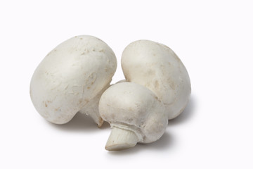 White Mushroom