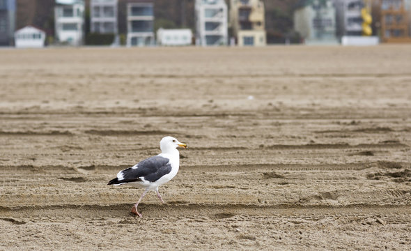 Bird stands on the shore of the Pacific ocean. Seagull on the background of a sandy beach. 