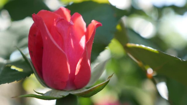 Red rose bud petals outdoor close-up 4K 2160p UltraHD footage - Red rose plant lighted naturally in the garden 4K 3840X2160 UHD video 