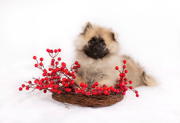 Funny puppy on wreath with red berries on a white background